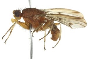  ( - 10BBCDIP-2163)  @13 [ ] CreativeCommons - Attribution (2010) CBG Photography Group Centre for Biodiversity Genomics