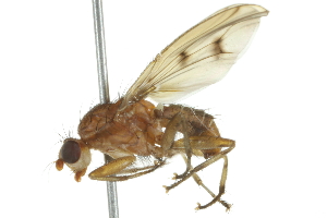  ( - 10BBCDIP-2164)  @13 [ ] CreativeCommons - Attribution (2010) CBG Photography Group Centre for Biodiversity Genomics