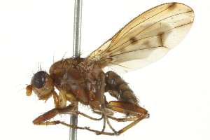  ( - 10BBCDIP-2165)  @13 [ ] CreativeCommons - Attribution (2010) CBG Photography Group Centre for Biodiversity Genomics