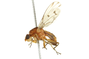  ( - 10BBCDIP-2166)  @14 [ ] CreativeCommons - Attribution (2010) CBG Photography Group Centre for Biodiversity Genomics