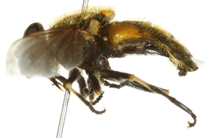  ( - 10BBCDIP-2486)  @12 [ ] CreativeCommons - Attribution (2010) CBG Photography Group Centre for Biodiversity Genomics