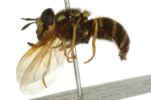  ( - 10BBCDIP-2564)  @13 [ ] CreativeCommons - Attribution (2010) CBG Photography Group Centre for Biodiversity Genomics