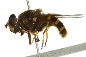  ( - 10BBCDIP-2585)  @13 [ ] CreativeCommons - Attribution (2010) CBG Photography Group Centre for Biodiversity Genomics