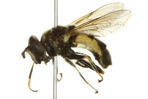  ( - 10BBCDIP-2607)  @13 [ ] CreativeCommons - Attribution (2010) CBG Photography Group Centre for Biodiversity Genomics