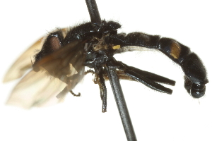  ( - 10BBCDIP-2619)  @12 [ ] CreativeCommons - Attribution (2010) CBG Photography Group Centre for Biodiversity Genomics