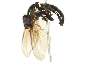  ( - 10BBCDIP-2693)  @12 [ ] CreativeCommons - Attribution (2010) CBG Photography Group Centre for Biodiversity Genomics