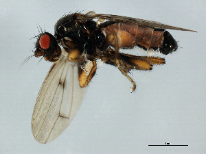  ( - 10BBCDDIP-3198)  @13 [ ] CreativeCommons - Attribution (2011) CBG Photography Group Centre for Biodiversity Genomics