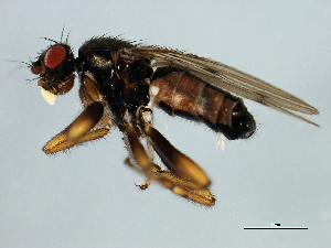  ( - 10BBCDDIP-3199)  @12 [ ] CreativeCommons - Attribution (2011) CBG Photography Group Centre for Biodiversity Genomics