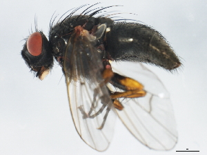  ( - 10BBCDDIP-3276)  @13 [ ] CreativeCommons - Attribution (2011) CBG Photography Group Centre for Biodiversity Genomics
