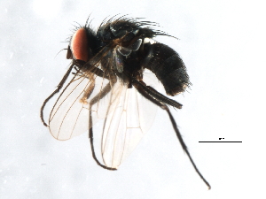  (Limnophora sp. 2 AKR - 10BBCDIP-3408)  @13 [ ] CreativeCommons - Attribution (2011) CBG Photography Group Centre for Biodiversity Genomics
