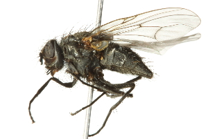  (Helina annosa - 10BBCDIP-2971)  @14 [ ] CreativeCommons - Attribution (2011) CBG Photography Group Centre for Biodiversity Genomics