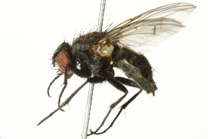  ( - 10BBCDIP-2983)  @13 [ ] CreativeCommons - Attribution (2011) CBG Photography Group Centre for Biodiversity Genomics