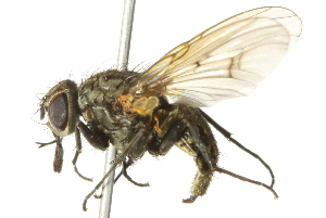  ( - 10BBCDIP-2995)  @14 [ ] CreativeCommons - Attribution (2011) CBG Photography Group Centre for Biodiversity Genomics