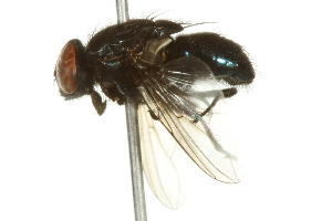  ( - 10BBCDIP-2848)  @14 [ ] CreativeCommons - Attribution (2010) CBG Photography Group Centre for Biodiversity Genomics