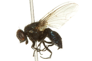  ( - 10BBCDIP-2851)  @12 [ ] CreativeCommons - Attribution (2010) CBG Photography Group Centre for Biodiversity Genomics