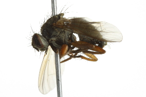  ( - 10BBCDIP-2897)  @13 [ ] CreativeCommons - Attribution (2010) CBG Photography Group Centre for Biodiversity Genomics