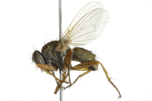  (Macrorchis ausoba - 10BBCDIP-2898)  @15 [ ] CreativeCommons - Attribution (2010) CBG Photography Group Centre for Biodiversity Genomics