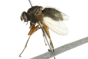  ( - 10BBCDIP-2899)  @13 [ ] CreativeCommons - Attribution (2010) CBG Photography Group Centre for Biodiversity Genomics