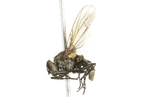  ( - 10BBCDIP-2931)  @13 [ ] CreativeCommons - Attribution (2010) CBG Photography Group Centre for Biodiversity Genomics