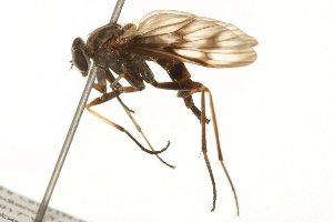  ( - 09BBEDI-0141)  @13 [ ] CreativeCommons - Attribution (2009) CBG Photography Group Centre for Biodiversity Genomics