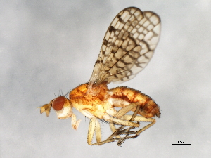  ( - 09BBEDI-0729)  @12 [ ] CreativeCommons - Attribution (2010) CBG Photography Group Centre for Biodiversity Genomics