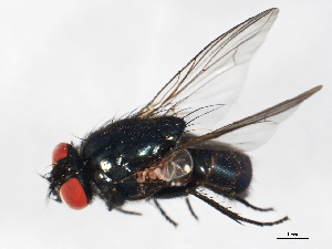  ( - 09BBEDI-0842)  @13 [ ] CreativeCommons - Attribution (2010) CBG Photography Group Centre for Biodiversity Genomics