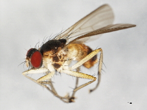  ( - 09BBEDI-0856)  @13 [ ] CreativeCommons - Attribution (2010) CBG Photography Group Centre for Biodiversity Genomics