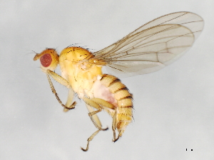  ( - 09BBEDI-0858)  @14 [ ] CreativeCommons - Attribution (2010) CBG Photography Group Centre for Biodiversity Genomics