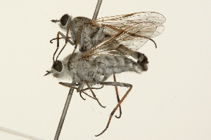  ( - 09BBEDI-0117)  @13 [ ] CreativeCommons - Attribution (2009) CBG Photography Group Centre for Biodiversity Genomics
