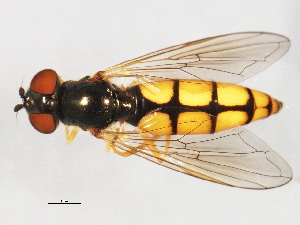  ( - 09BBEDI-1041)  @13 [ ] CreativeCommons - Attribution (2010) CBG Photography Group Centre for Biodiversity Genomics