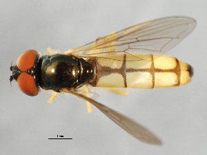  ( - 09BBEDI-1096)  @13 [ ] CreativeCommons - Attribution (2010) CBG Photography Group Centre for Biodiversity Genomics