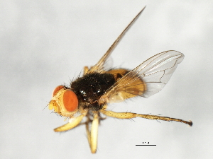  ( - 09BBEDI-1144)  @12 [ ] CreativeCommons - Attribution (2010) CBG Photography Group Centre for Biodiversity Genomics