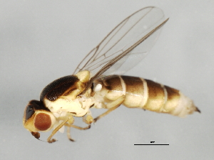  (Epichlorops scaber - 09BBEDI-1163)  @14 [ ] CreativeCommons - Attribution (2010) CBG Photography Group Centre for Biodiversity Genomics