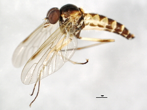  ( - 09BBEDI-1167)  @12 [ ] CreativeCommons - Attribution (2010) CBG Photography Group Centre for Biodiversity Genomics