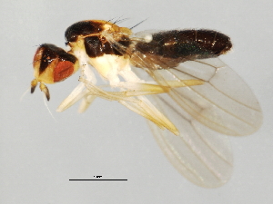  ( - 09BBEDI-1173)  @13 [ ] CreativeCommons - Attribution (2010) CBG Photography Group Centre for Biodiversity Genomics