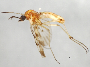  ( - 09BBEDI-1181)  @13 [ ] CreativeCommons - Attribution (2010) CBG Photography Group Centre for Biodiversity Genomics