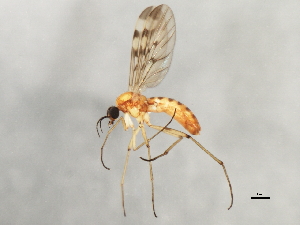  ( - 09BBEDI-1195)  @13 [ ] CreativeCommons - Attribution (2010) CBG Photography Group Centre for Biodiversity Genomics