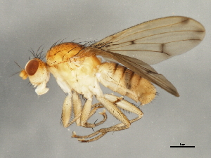  ( - 09BBEDI-1199)  @13 [ ] CreativeCommons - Attribution (2010) CBG Photography Group Centre for Biodiversity Genomics