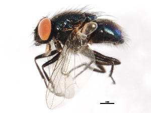  (Dasyphora cf cyanicolor - 09BBEDI-1204)  @14 [ ] CreativeCommons - Attribution (2010) CBG Photography Group Centre for Biodiversity Genomics
