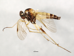  ( - 09BBEDI-1215)  @12 [ ] CreativeCommons - Attribution (2010) CBG Photography Group Centre for Biodiversity Genomics