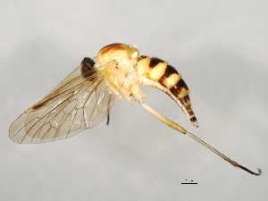  ( - 09BBEDI-1228)  @13 [ ] CreativeCommons - Attribution (2010) CBG Photography Group Centre for Biodiversity Genomics