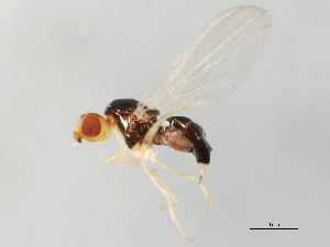  (Psila sp. BOLD:AAF9710 - 09BBEDI-1249)  @14 [ ] CreativeCommons - Attribution (2010) CBG Photography Group Centre for Biodiversity Genomics
