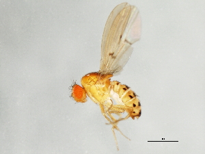  (Drosophila recens - 09BBEDI-1267)  @14 [ ] CreativeCommons - Attribution (2010) CBG Photography Group Centre for Biodiversity Genomics