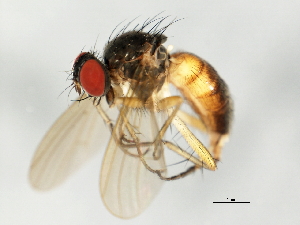  ( - 09BBEDI-1278)  @12 [ ] CreativeCommons - Attribution (2010) CBG Photography Group Centre for Biodiversity Genomics