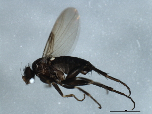  ( - 09BBEDI-1361)  @13 [ ] CreativeCommons - Attribution (2010) CBG Photography Group Centre for Biodiversity Genomics