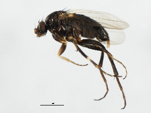  ( - 09BBEDI-1410)  @13 [ ] CreativeCommons - Attribution (2010) CBG Photography Group Centre for Biodiversity Genomics