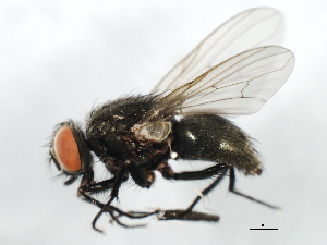  ( - 09BBEDI-1412)  @13 [ ] CreativeCommons - Attribution (2010) CBG Photography Group Centre for Biodiversity Genomics