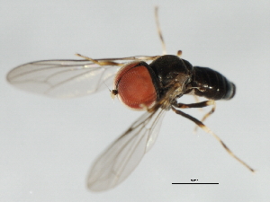  ( - 09BBEDI-1421)  @12 [ ] CreativeCommons - Attribution (2010) CBG Photography Group Centre for Biodiversity Genomics