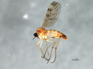  ( - 09BBEDI-1457)  @13 [ ] CreativeCommons - Attribution (2010) CBG Photography Group Centre for Biodiversity Genomics