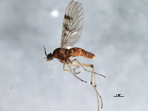  ( - 09BBEDI-1460)  @13 [ ] CreativeCommons - Attribution (2010) CBG Photography Group Centre for Biodiversity Genomics